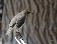 Swainsons Thrush 2799
